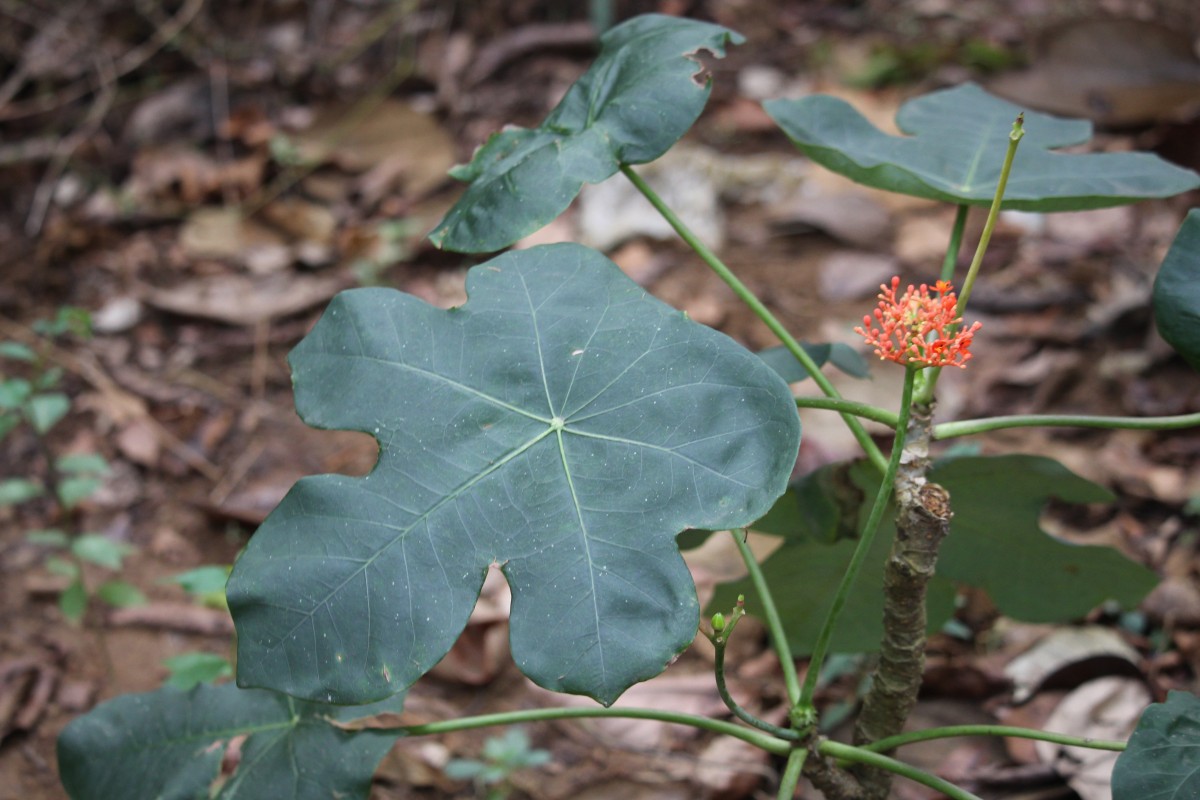 Jatropha podagrica Hook.